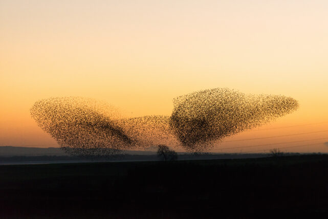 Large murmuration of starlings at dusk